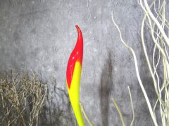 Glasskulptur in gelb/ TORCIA di Vetro