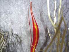 Glasskulptur in rot/ PAGLIA di Vetro